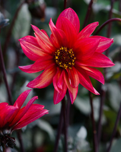 dahlia-waltzing-mathilda-i.jpg